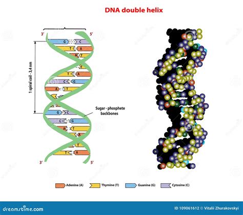 Doble H Lice De La Estructura De La Dna En D En El Fondo Blanco