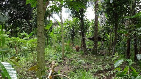 Exploring Luwak Civet Coffee Farm Balis Bean To Cup Journey