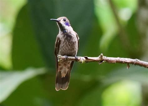 Ebird Checklist Sep Alambi Reserve Species