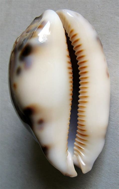 Cypraea histrio Gmelin 1791 SHELLS MUŠLE LASTURY