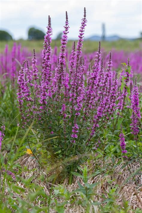 Purple Wild Marsh Flowers Growing In Summer Stock Image Image Of