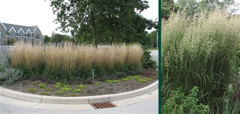 Karl Foerster Feather Reed Grass Johnson S Nursery Kb