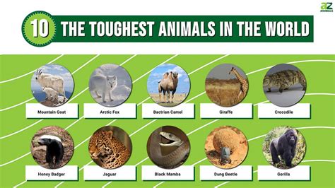 Nearly Invincible The 10 Toughest Animals On Earth A Z Animals