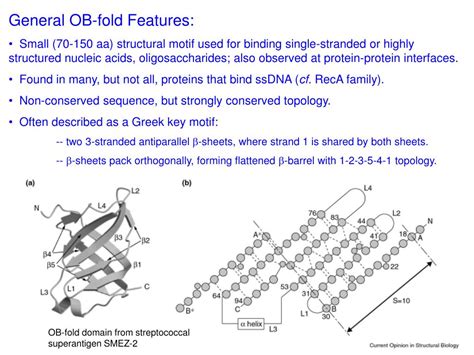 PPT The OB Fold Oligonucleotide Oligosaccharide Binding Fold In