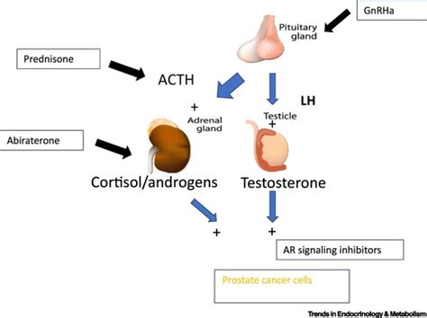 Effects Of Medical Treatment Of Prostate Cancer On Bone Health Trends