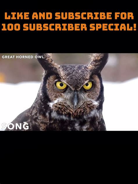 Great Horned Owl Sounds Pt 7 Youtube