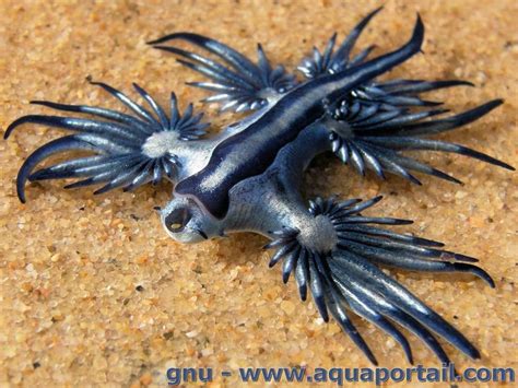 17 Best Images About Glaucus Atlanticus On Pinterest Animals Slug