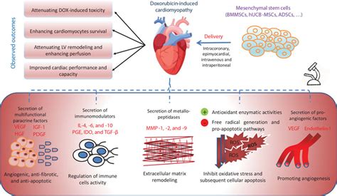 Doxorubicin Induced Cardiomyopathy