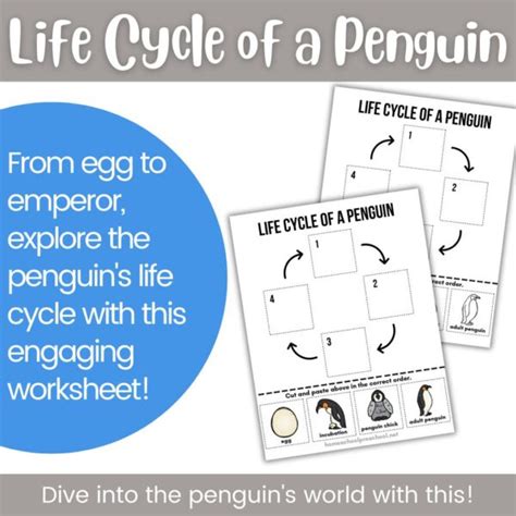 Life Cycle of a Penguin Worksheet