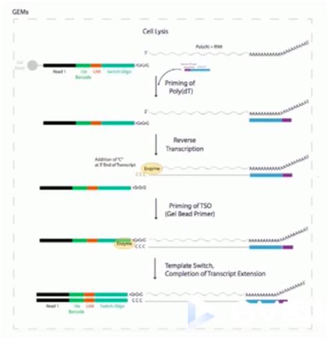 10x Genomics单细胞转录组测序10xgenomics Csdn博客