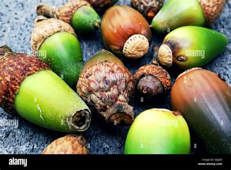 Acorns Oak Tree Hi Res Stock Photography And Images Alamy