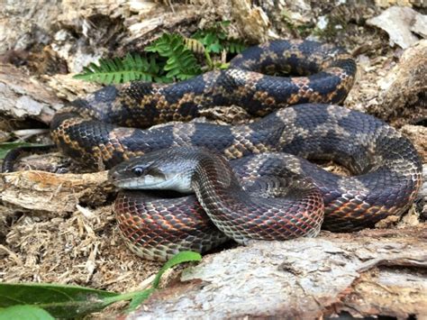 Texas Rat Snake Care Guide And Info Petsoid