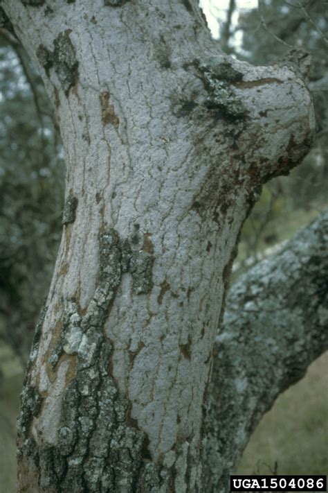 Hypoxylon Canker Of Oak Biscogniauxia Atropunctata Atropunctata