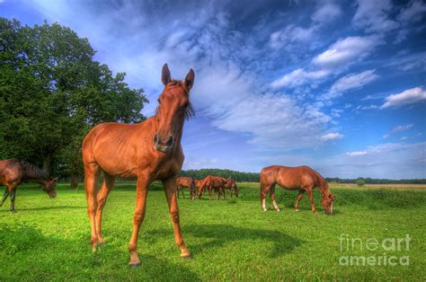 Wild horses on the field Photograph by Michal Bednarek - Fine Art America