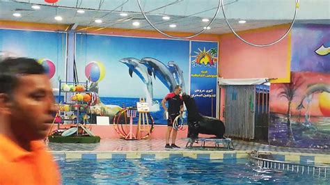 Dolphin Village Dammam Part Youtube