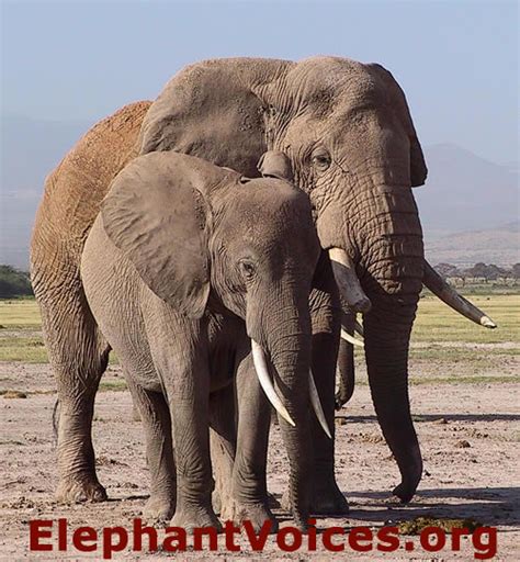 Collection 90 Pictures Pictures Of African Elephants Superb