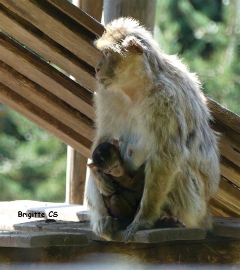 Moments De Tendresse Entre Une M Re Chimpanz Et Son B B Une