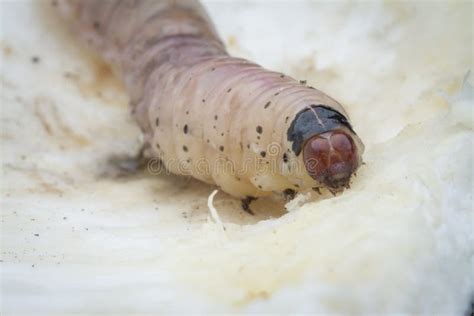 Close Up Shot of Larva of Durian Fruit Borer Stock Photo - Image of ecology, leprosticta: 185278580