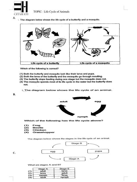 Leopard Life Cycle Diagram