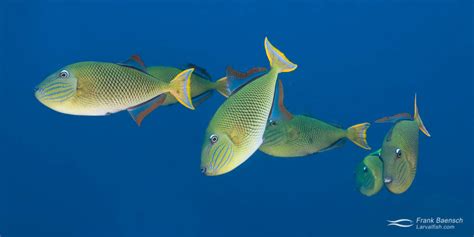 Juvenile Queen Triggerfish