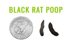 Rat Poop Identification & Removal | Pest Resources