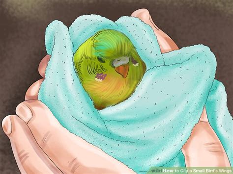 How To Clip A Small Birds Wings 12 Steps With Pictures