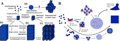 Schematic Diagram Of The Crystallization Pathway Of CaCO 3 A The