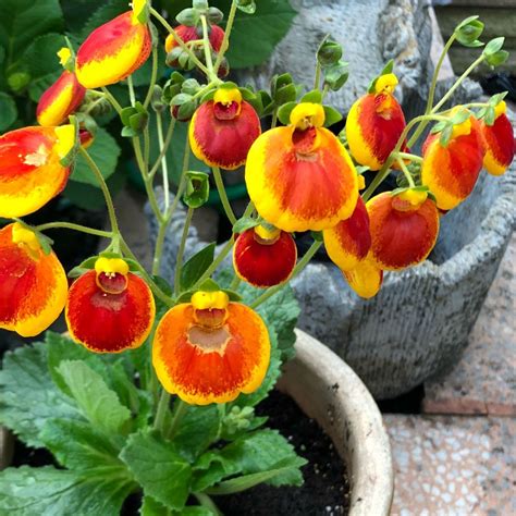 Calceolaria Hybrida Calynopsis Yellow With Red In Gardentags Plant