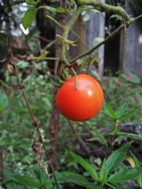 Tomato Fruit Unique Free Photo On Pixabay Pixabay