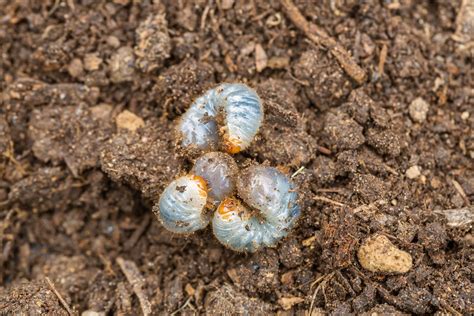 Maikäfer Engerlinge im Garten Erkennen bekämpfen