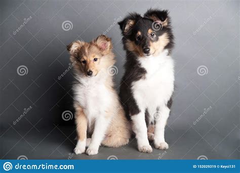 Cute Sable Sheltie Puppies - Sheltie Welpe Sable Shetland Sheepdog 7 ...