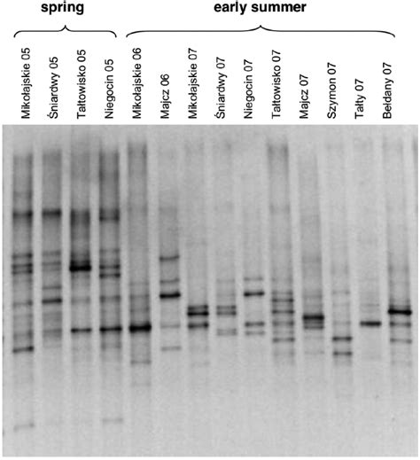 Typical Denaturing Gradient Gel Electrophoresis Dgge Fingerprints Of