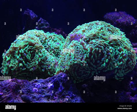 Fish tank coral Stock Photo - Alamy