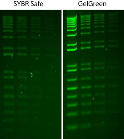 Gelgreen Nucleic Acid Stain X Dmso Sct