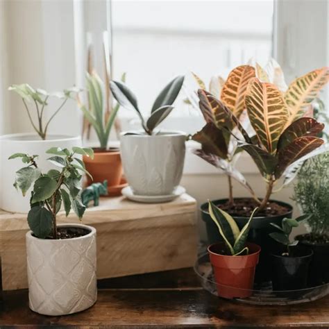 Feuilles brunes plantes dintérieur pour quelles raisons la pointe