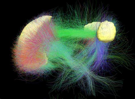 Brain On Autopilot Max Planck Neuroscience