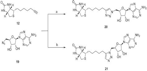 Scheme 2. Synthesis of 1,4-triazole 20 and 1,5-triazole 21 from biotin ...