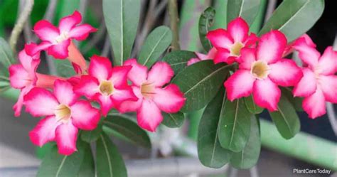 Desert Rose Poisonous La Rosa Del Desierto Es Venenosa O Venenosa