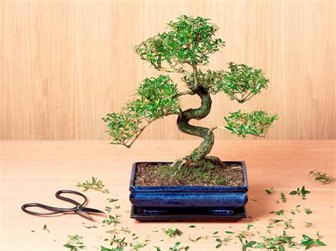 Como Cultivar Um Bonsai Dentro De Casa