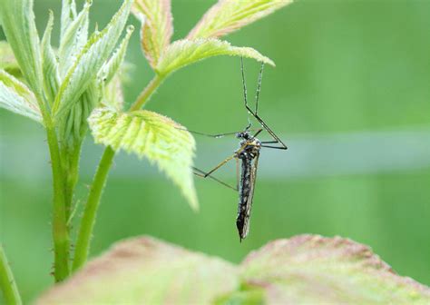 Cómo eliminar mosquitos de la tierra de las plantas Traconsa