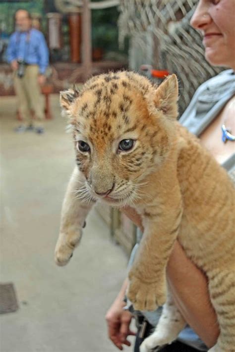 Children celebrate holiday season with a pair of liger cubs