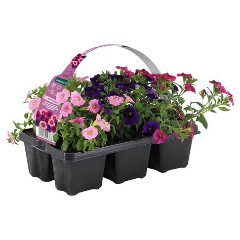 GARDENLINE Beet und Balkonpflanzen 6er Tray von ALDI SÜD für 3 79