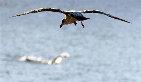 Birds Flying Overhead San Francisco Bay Area Neerav Bhatt Flickr