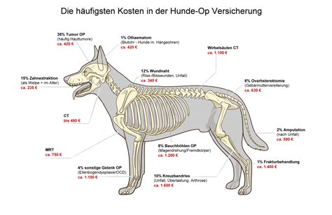 häufigsten Operationen beim Hund verbraucherforum info de