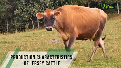 Production Characteristics Of Jersey Cattle Tvagro By Juan Gonzalo