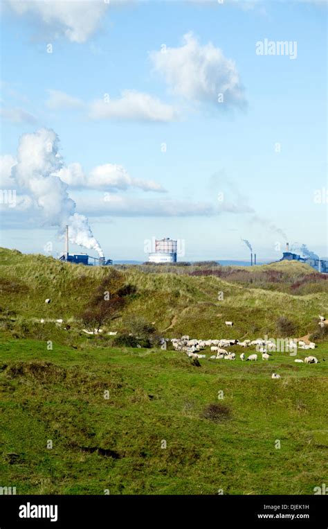 Flock Of Sheep With Port Talbot Steel Works In Distance Kenfig Burrows