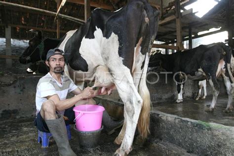 Susu Sapi Perah Antara Foto