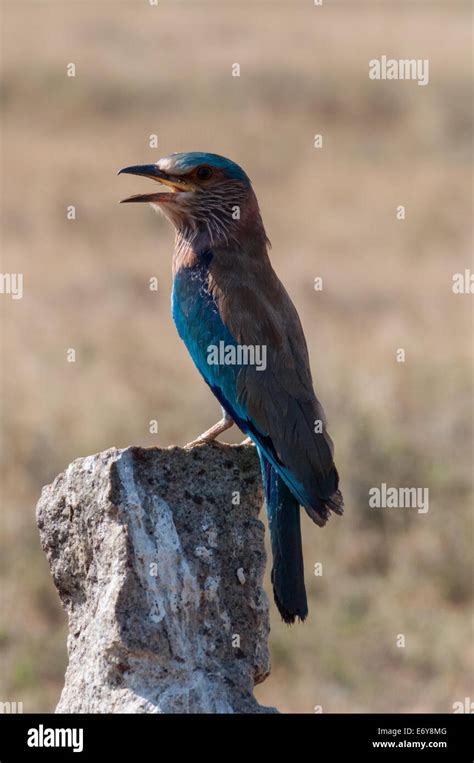 Indian Roller Coracias Benghalensis Stock Photo Alamy