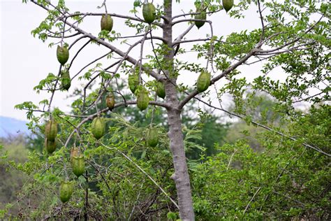 Bonete Árboles de Colima Latifoliadas iNaturalist Mexico