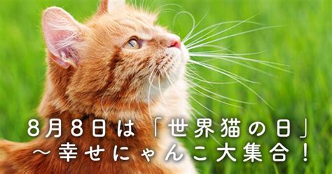 8 8は世界猫の日＆実家＆気になるnews Bear Sparkさんのﾌﾞﾛｸﾞ